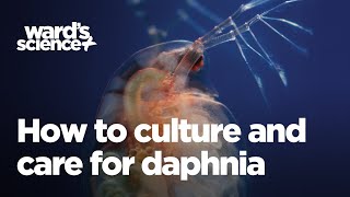 Caring and Culturing for Daphnia [upl. by Deering]