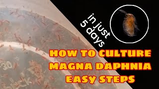 How to Culture Magna Daphnia Easily [upl. by Urial]