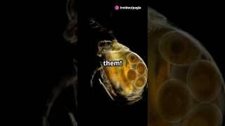 How to culture Daphnia for your Aquarium [upl. by Acquah]