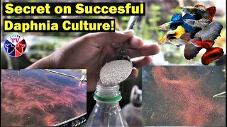 How to Culture Daphnia Successfully [upl. by Vevay]