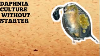 HOW TO CULTURE DAPHNIA NATURALLY WITHOUT A STARTER [upl. by Norse883]