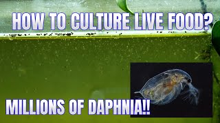 How to Culture Daphnia Secret Method to Breed MILLIONS  Simply Aquatic [upl. by Fine]