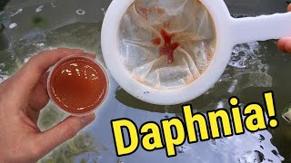 How I Culture Daphnia In Outdoor Tubs [upl. by Ylla]