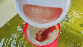 How to culture daphnia  Daphnia culture  How to grow daphnia outdoor [upl. by Tsugua6]