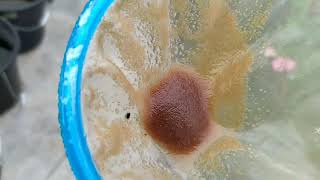 How to culture daphnia moina in a small container Part 1 English Subtitle [upl. by Edy75]