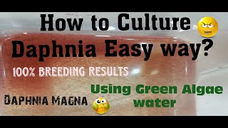 Daphnia MagnaHow to Culture Daphnia Easy wayCulturing Daphnia using Green water Daphnia [upl. by Adnara782]