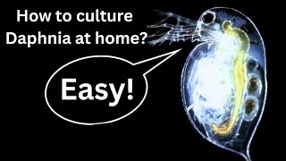 BEST Live Fish Food Beginner guide How to Culture Daphnia at home [upl. by Asilehc503]