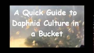 How to culture daphnia outside [upl. by Killarney]