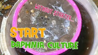 How to culture daphnia moina the easy way 1  Starting the Daphnia culture [upl. by Poore]