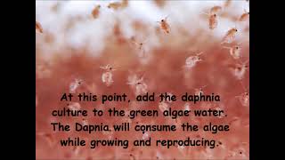 Daphnia  How to grow daphnia in your home [upl. by Ruttger]