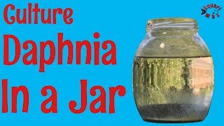 How to Culture Daphnia in a Jar [upl. by Elman]