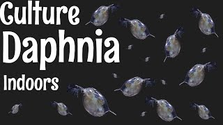 How to Culture Daphnia [upl. by Aleka]