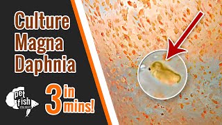 How to culture DAPHNIA MAGNA  The easy way [upl. by Dloraj]