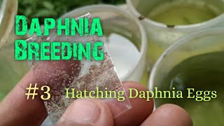 Daphnia Culture made simple and easy 3  Hatching Daphnia eggs [upl. by Bettina]