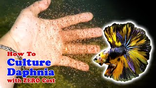 How to Culture Daphnia with ZERO Cost  Unlimited Live Food For Our Fish [upl. by Devinne735]