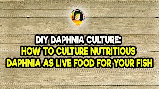 DIY Daphnia Culture How to Culture Nutritious Daphnia as Live Food for Your Fish [upl. by Bodwell275]