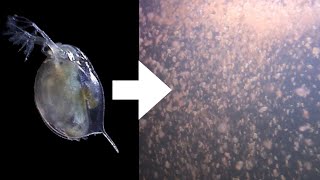 How I Culture Daphnia [upl. by Tillie]