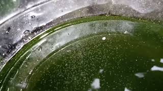 DAPHNIA MOINA CULTURE IN A SMALL BUCKET [upl. by Ellehcan]