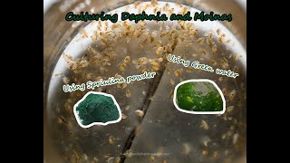 How To Culture Daphnia and Moinas using Green Water Spirulina powder [upl. by Aicil]