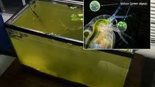 Raising Daphnia for the Freshwater Aquarium [upl. by Aihcila412]