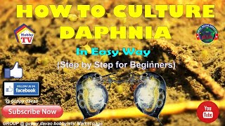 HOW TO CULTURE DAPHNIA In Easy Way [upl. by Nylekcaj]